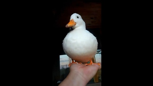 コールダック