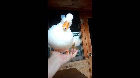 コールダック