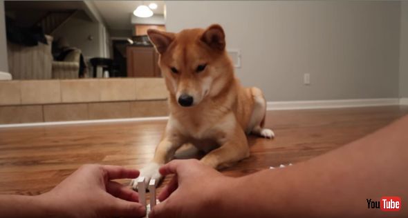 Haru the Shiba Inu