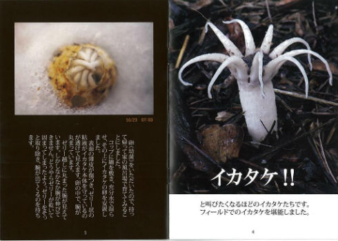 同人誌『イカタケ』　きのこ