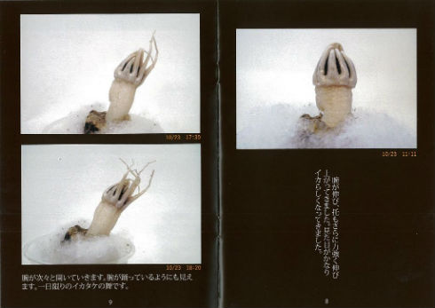 同人誌『イカタケ』　きのこ