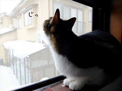 柴犬ひかりといちごと猫ミルキー