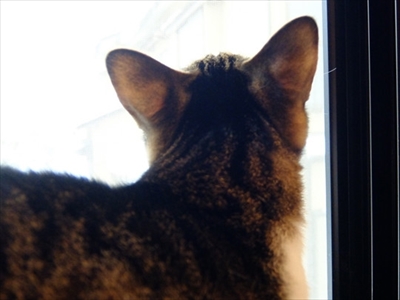 柴犬ひかりといちごと猫ミルキー