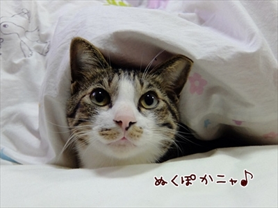 柴犬ひかりといちごと猫ミルキー