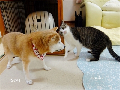 柴犬ひかりといちごと猫ミルキー