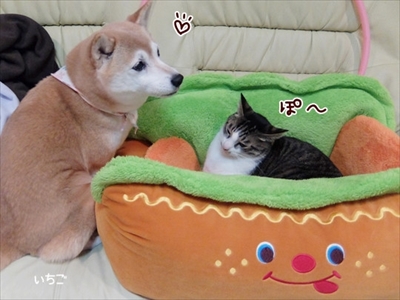 柴犬ひかりといちごと猫ミルキー