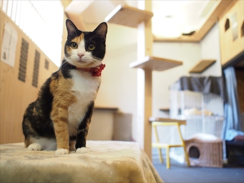 ネコビル男祭り