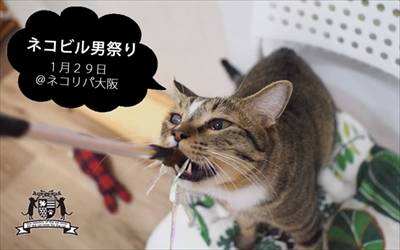 ネコビル男祭り