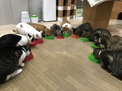 ネコビル男祭り