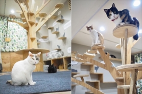 ネコビル男祭り