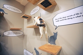 ネコビル男祭り