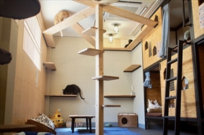 ネコビル男祭り