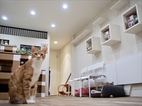 ネコビル男祭り