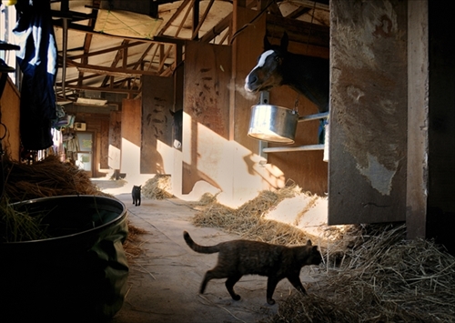 人情船橋競馬場厩舎ネコ物語