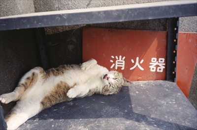 人情船橋競馬場厩舎ネコ物語