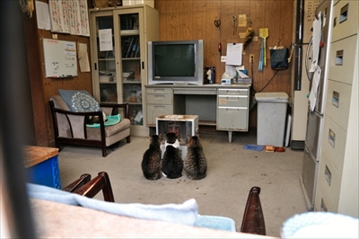 人情船橋競馬場厩舎ネコ物語