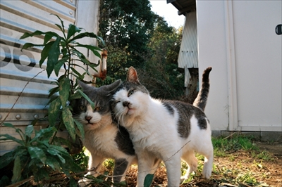 人情船橋競馬場厩舎ネコ物語