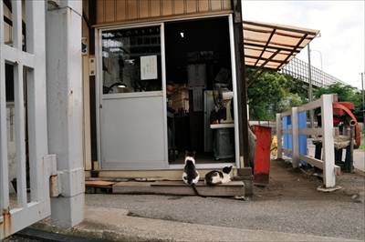 人情船橋競馬場厩舎ネコ物語
