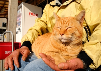 人情船橋競馬場厩舎ネコ物語