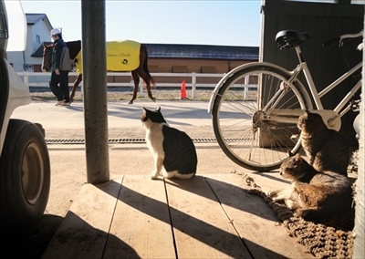 人情船橋競馬場厩舎ネコ物語