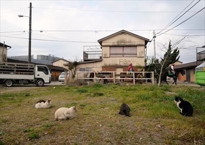 人情船橋競馬場厩舎ネコ物語