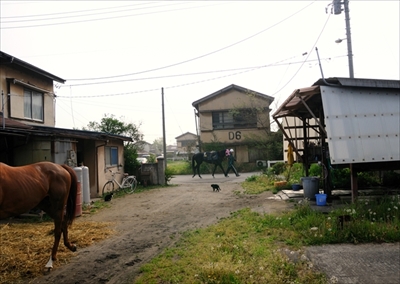 人情船橋競馬場厩舎ネコ物語