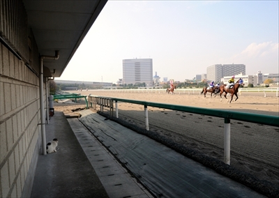 人情船橋競馬場厩舎ネコ物語