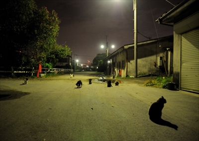 人情船橋競馬場厩舎ネコ物語