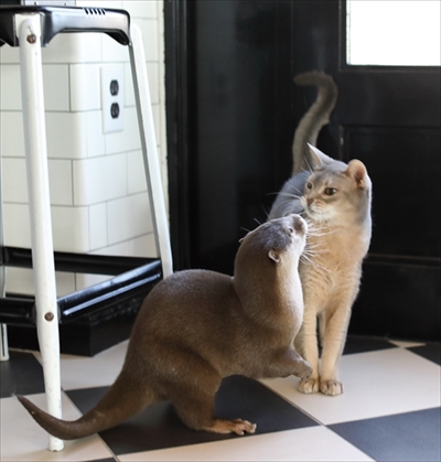 カワウソちぃたん