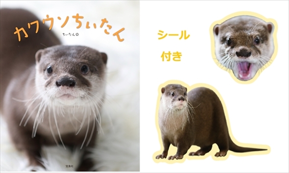 カワウソちぃたん