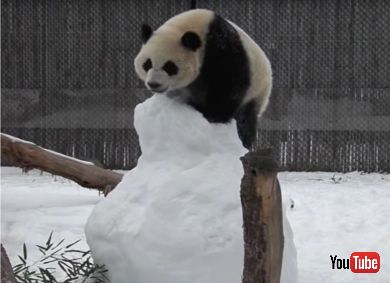 Panda Family Plays With Snowman