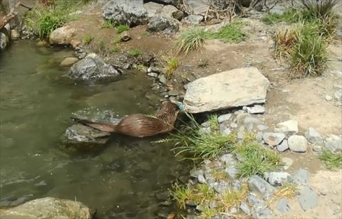 カワウソ