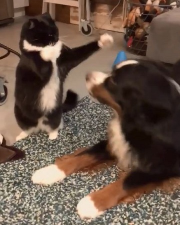 猫と犬