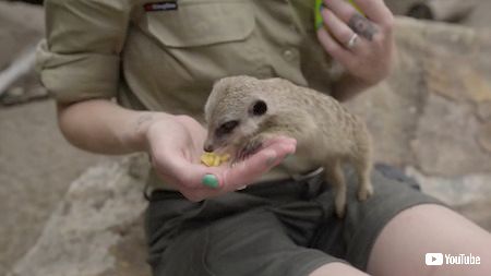 ミーアキャット
