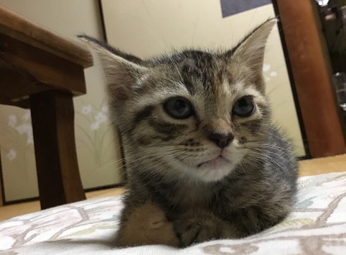 「帰らないで欲しいニャ〜」猫と一晩を過ごせる猫付き旅館「まいきゃっと湯河原」が癒される