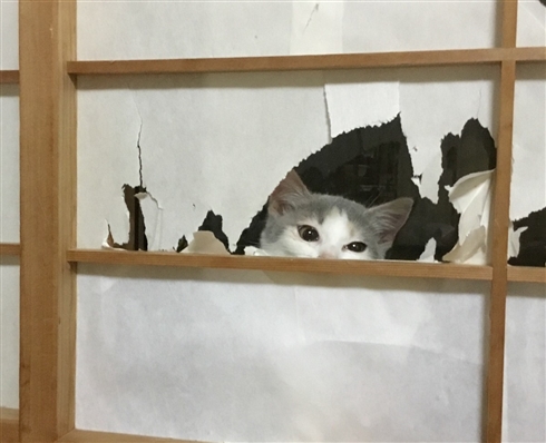 「帰らないで欲しいニャ〜」猫と一晩を過ごせる猫付き旅館「まいきゃっと湯河原」が癒される