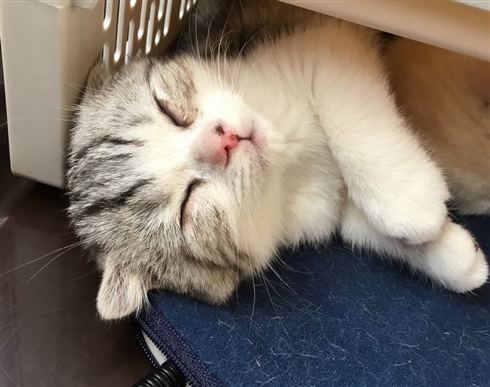 「帰らないで欲しいニャ〜」猫と一晩を過ごせる猫付き旅館「まいきゃっと湯河原」が癒される