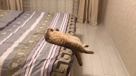 ベッド猫