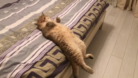ベッド猫