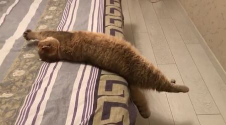 ベッド猫