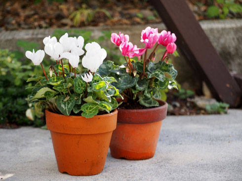 メントスコーラ、メントスの代替品