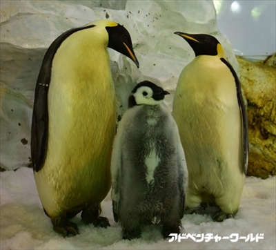 アドベンチャーワールド　ペンギンの赤ちゃん