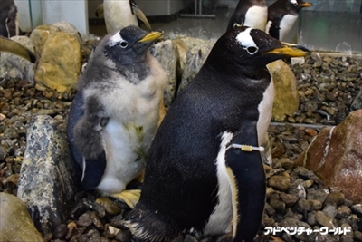 アドベンチャーワールド　ペンギンの赤ちゃん