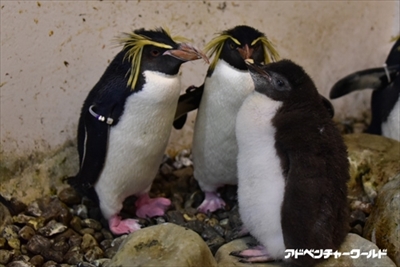 アドベンチャーワールド　ペンギンの赤ちゃん