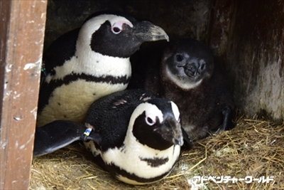 アドベンチャーワールド　ペンギンの赤ちゃん