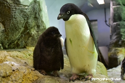 アドベンチャーワールド　ペンギンの赤ちゃん