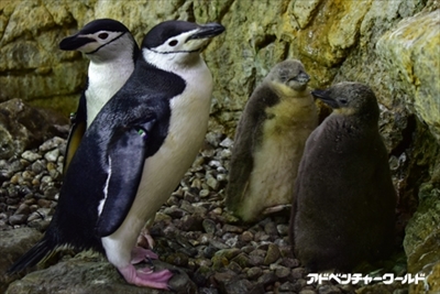 アドベンチャーワールド　ペンギンの赤ちゃん