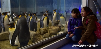 アドベンチャーワールド　ペンギンの赤ちゃん