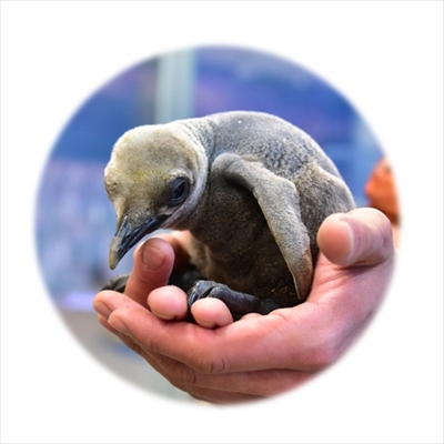 アドベンチャーワールド　ペンギンの赤ちゃん