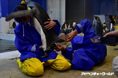 アドベンチャーワールド　ペンギンの赤ちゃん